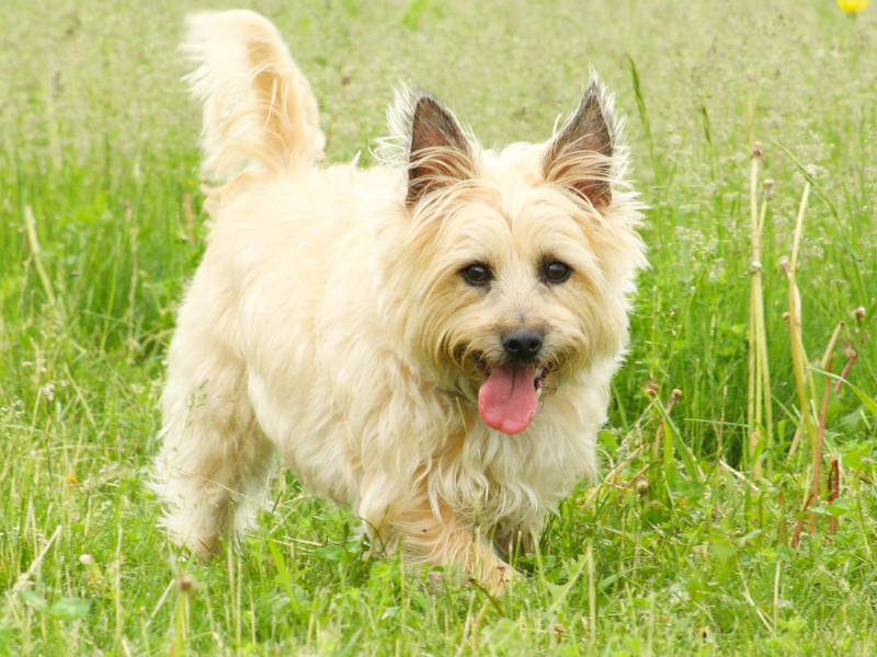 Cairn Terrier - Dog breeds - Breeds