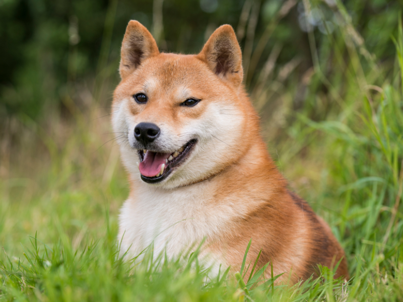 Shiba Inu - Dog breeds - Breeds