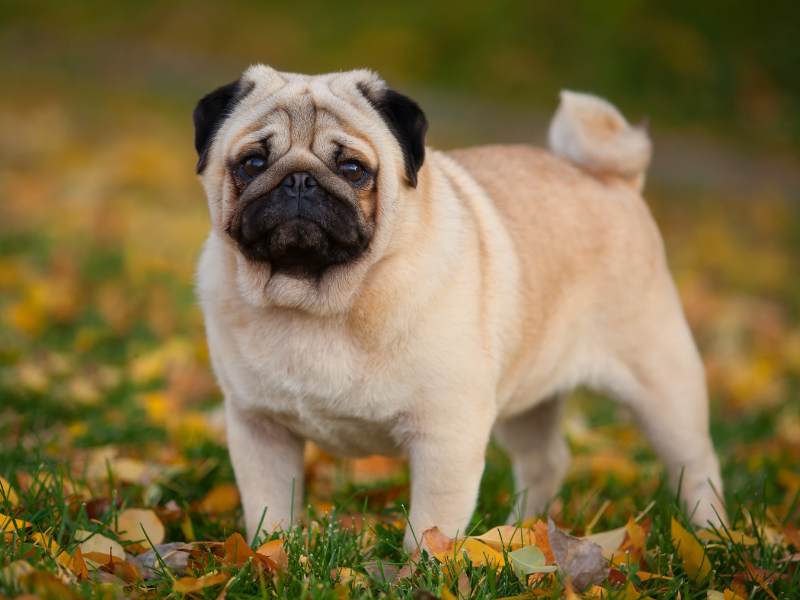 Pug - Dog Breeds - Breeds